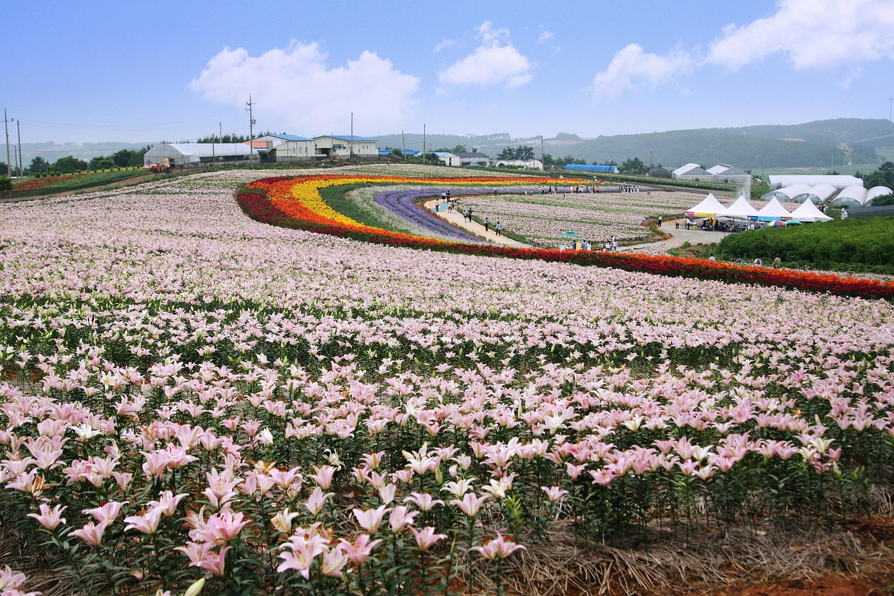 Lily Festival