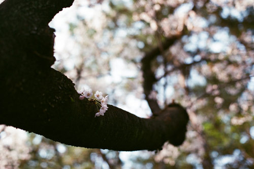 Cherry Blossom Festival